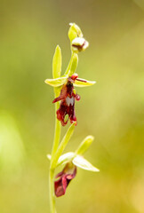 Fly Orchid (Orchis insectifera) in natural habitat