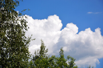 Trees against the background of thick clouds in the blue sky.