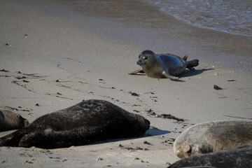 Sea lion at the La Jolla cove