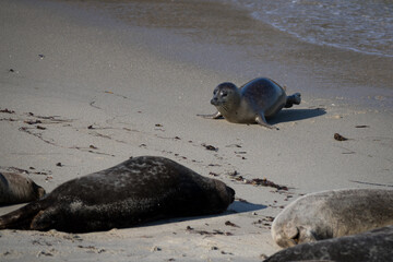 Sea lion at the La Jolla cove