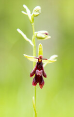 Naklejka na ściany i meble Fly Orchid (Orchis insectifera) in natural habitat