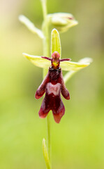 Naklejka na ściany i meble Fly Orchid (Orchis insectifera) in natural habitat