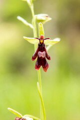 Fly Orchid (Orchis insectifera) in natural habitat