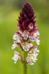 Burnt Orchid (Orchis ustulata) in natural habitat