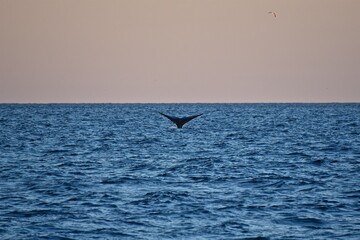 Huge whale tail in the sea next to the ship. Blue water of the Sea of Okhotsk. Wildlife.