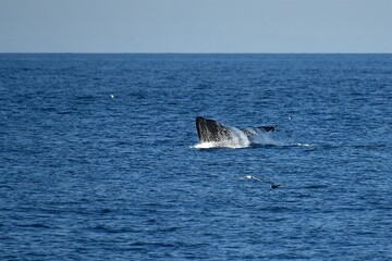 Huge whale tail in the sea next to the ship. Blue water of the Sea of Okhotsk. Wildlife.