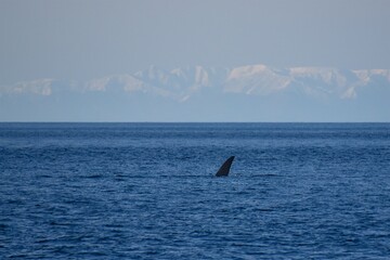 Huge whale tail in the sea next to the ship. Blue water of the Sea of Okhotsk. Wildlife.