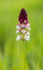 Burnt Orchid (Orchis ustulata) in natural habitat