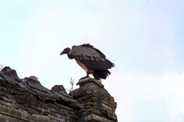 Indian Vultures on the roof of Cenotaphs in Orchha. Madhya Pradesh. India