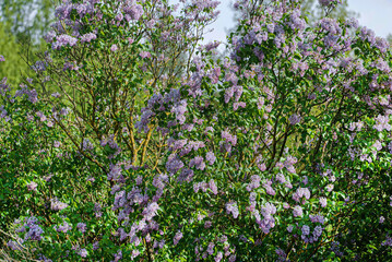 nice lilac in the garden