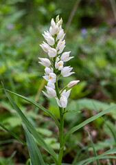 Sword-leaved Helleborine (Cephalanthera longifolia) in natural habitat