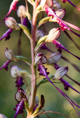 Obraz premium Lizard Orchid (Himantoglossum jankae) in natural habitat