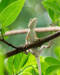 green parrot on branch