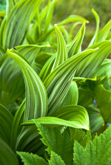 green leaves background