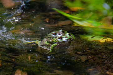静岡県賀茂郡東伊豆町奈良本の国有林内にある「シラヌタの池」です。梅雨時期、「シラヌタの池」のほとりの木々の枝には、モリアオガエルの卵塊がたくさん見ることができます。その下の池の中には、落ちてくるオタマジャクシを捕食するため、アカハライモリが群れています。大自然の神秘を目にすることができる貴重な場所です。