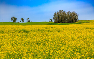 Blooming yellow rapeseed fields in spring with blue sky in California