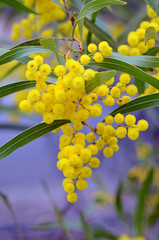 Flowers and leaves of the Australian native Zig Zag wattle, Acacia macradenia, family Fabaceae. Endemic to central Queensland, Australia