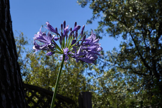 Portrait d'agapanthe mauve dans un jardin en Provence. Photo sur fond de jardin luxuriant