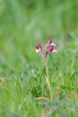 Pink Butterfly Orchid (Orchis papilionacea) in natural habitat