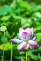 Obraz premium Summer lotus seedpod