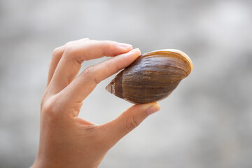 Marine snails from Guangdong Coast