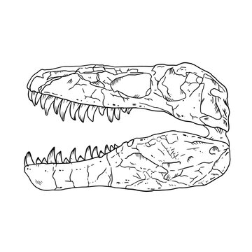 Tyrannosaurus fossilized skull hand drawn sketch image. Carnivorous reptile dinosaur fossil illustration drawing. Vector stock outline silhouette