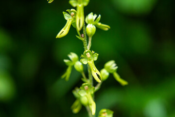 Common Twayblade (Listera ovata) in natural habitat