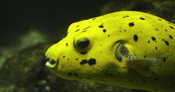 Close up of a golden yellow puffer fish swimming underwater.