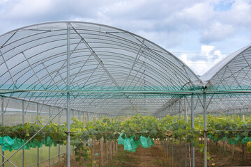 Fototapeta premium Greenhouse grape picking garden