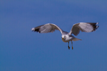 Isolated image of a Ring-Billed Gull (Larus delawarensis) in flight. It is a common seagull seen in...