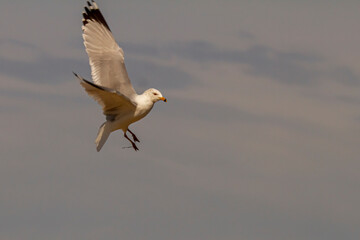 Isolated image of a Ring-Billed Gull (Larus delawarensis) in flight. It is a common seagull seen in...