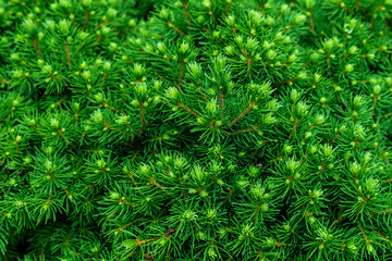 Young Shoots of Spruce as Background