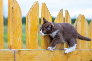 Summer portrait of a cat walking along a wooden fence on a background of nature