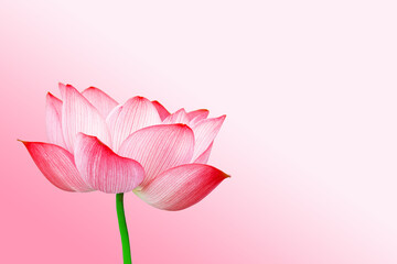 Minimalist solid color summer lotus poster background