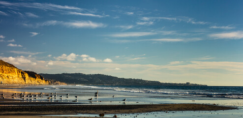 Sea birds with sunset background at the Torrey Pine beach, San Diego, California