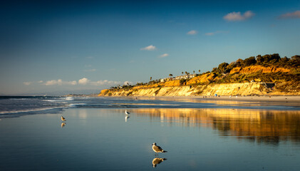 Sea birds with sunset background at the Torrey Pine beach, San Diego, California