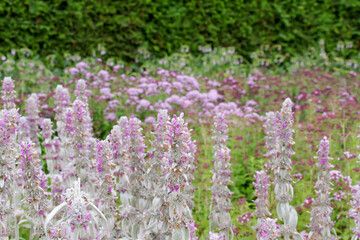 Obraz premium 花、植物、花びら、自然、公園、花壇、庭園、庭、緑、全盛期、満開、咲く、フラワー、野原