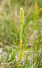 Small White Orchid (Pseudorchis albida) in natural habitat