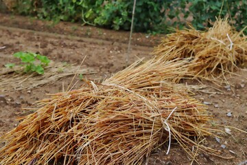 hay bales in a field