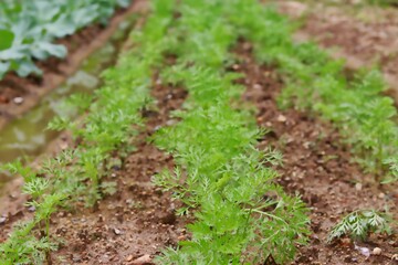 lettuce growing in soil