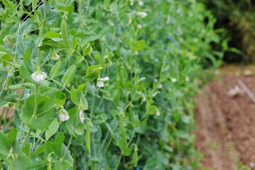green grass and flowers
