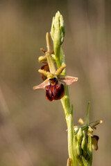 Eastern Spider Orchid (Ophrys mammosa) in natural habitat