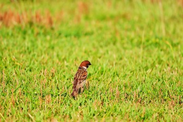 small bird on the grass