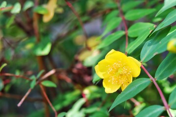 yellow flower