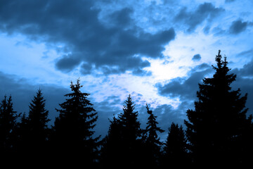 Clouds in the sky in dark pine forest