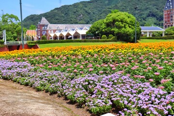 tulip garden in spring