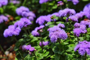 purple flowers in the garden