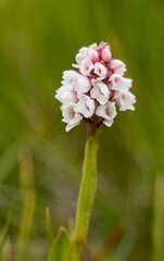 Frivald`s Orchid (Gymnadenia frivaldii) in natural habitat