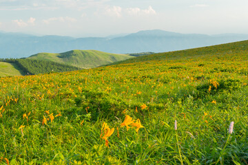 霧ヶ峰・ビーナスの丘のニッコウキスゲ