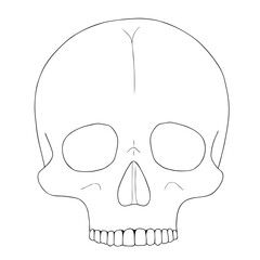 A human skull on a white background with a single line.